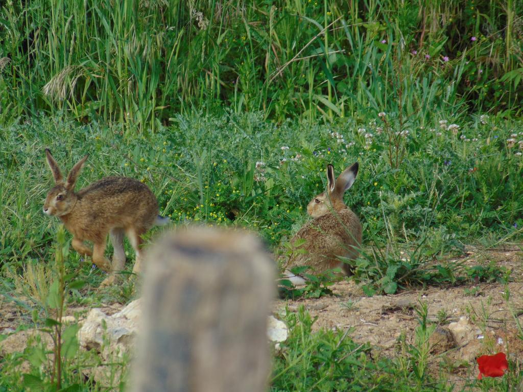 Reugny La Ferme Aux Oies Bed & Breakfast エクステリア 写真